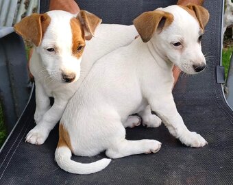 Štěňata Jack Russell teriér - 2