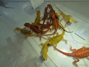 Agama vousatá-mláďata red, citrus, zero - 2
