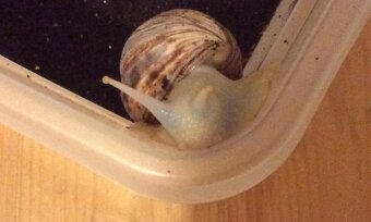 Lissachatina Reticulata Albino x Classic body - 2