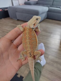 Agama vousatá připravený k odběru - 2