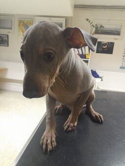 Americký bezsrstý teriér s PP (FCI) - poslední 4 pejsci - 2