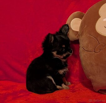 Čivava dlouhosrstá s PP- fenky a pejsci - 2