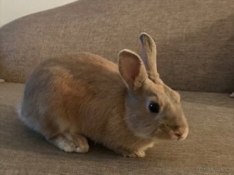 Daruji králíčka - 2