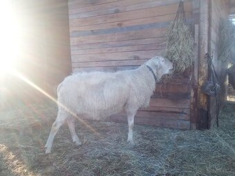 VF plemenný beran - 2