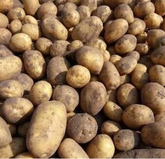 Brambory na uskladeni - 2