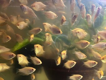 Čichavec zlatý (medový) - 2