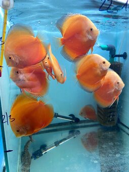 Terčovci - discus blue diamond, white, red valentine, tyrkys - 2