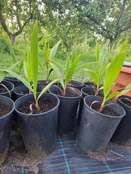 palmy washingtonia - 2