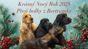 anglický kokršpaněl - 2