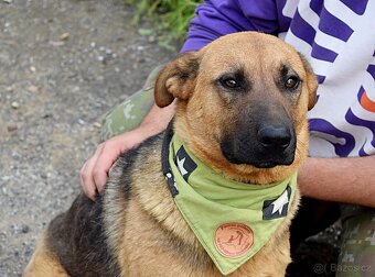 GRATO K ADOPCI - 2 ROKY, USMĚVAVÝ, MILÝ,ODDANÝ - 2