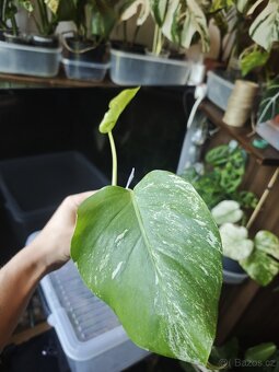 Monstera alba č.8 - 2