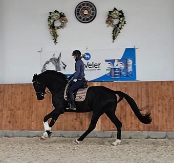 Černý drezurní valach KWPN po For Ferrero - 2