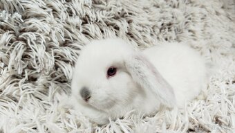 Zakrslý beránek, králíček, králík - MOLLY A MATEO - 2