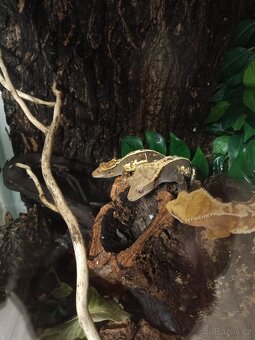 Prodám chovnou skupinku pagekonů řasnatých - 2