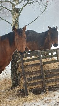 Prodám kobylu QH s PP reg.USA - 2