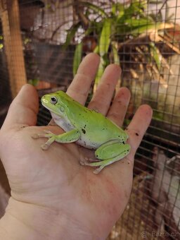 Rosnice siná (Litoria caerulea) - 2