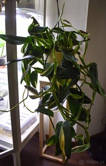 Monstera standleyana variegata - 2