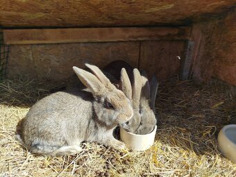 Prodám králíky do chovu - 2