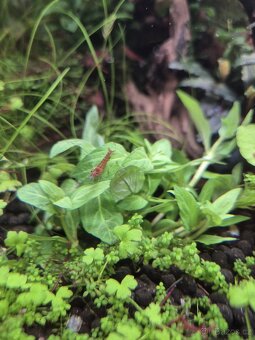 Krevetky Red Cherry - 2