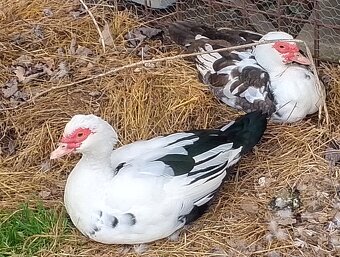 Prodám 5 pižmovek - 2