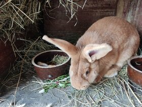 Chovné kusy králíků - 2