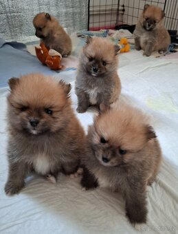 Pomeranian bez PP - 2