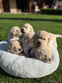Štěňátka labradora s PP - 2