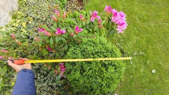 BUXUS koule - stáří 20 let - 2