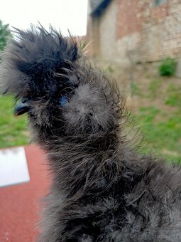 Kohout hedvábnička USA frizzle silk - 2
