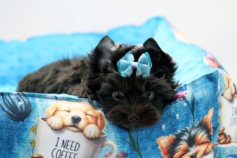 yorkshire terrier colorful - 2