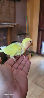 Agapornis - 2