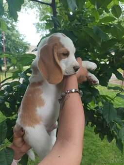Beagle pejsek s PP - 2
