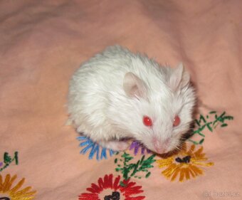 Křeček (křečík) campbell s PP - albino satin - 2
