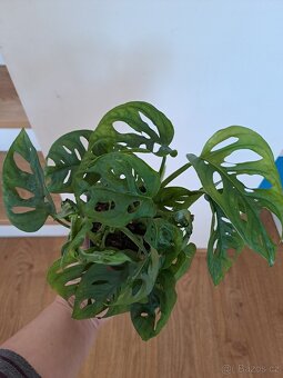 Monstera Monkey - 2