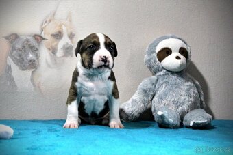 Americký stafordšírský teriér s PP - 2