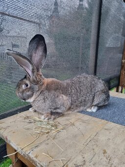 Belgický obr Div - 2