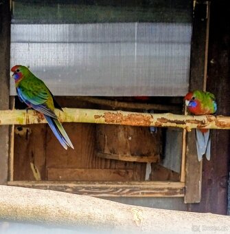 Prodám papoušky - 2