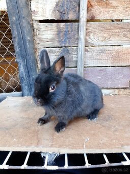 Zakrslý králík - 2
