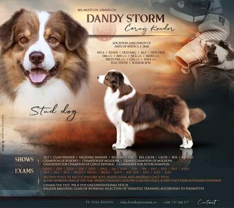 Australský ovčák -štěňátka s PP - 2