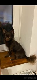 Čivava ke krytí - 2