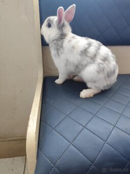 Zakrslý kralik - 2