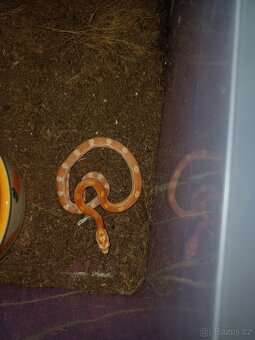 Užovka červená - 2