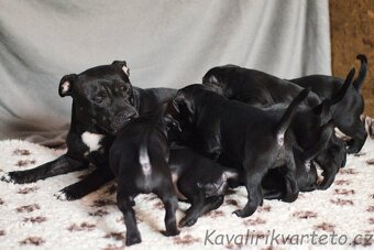 Stafordšírský bulteriér s PP FCI - 2