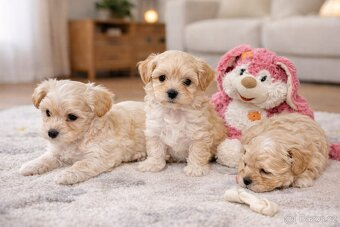Maltipoo pudl - 2