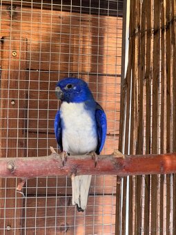 Neoféma modrohlavá - 2