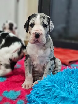 Německá doga s PP - 2