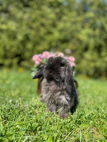 Zakrslý králík - Minilop - 2
