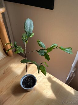 Ficus Benjamin - 2