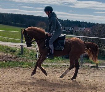 Pony B - 2