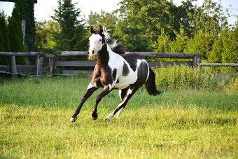 Paint horse - klisna - 2